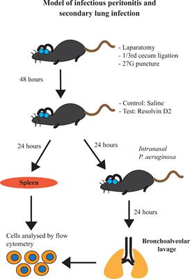 Resolvin D2 induces anti-microbial mechanisms in a model of infectious peritonitis and secondary lung infection